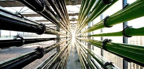 微藻技術(shù)開(kāi)發(fā) 驅(qū)動(dòng)綠色產(chǎn)業(yè)創(chuàng)新的核心引擎